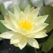 Nymphaea ‘Odorata Sulphurea’ | Yellow fragrant water lily
